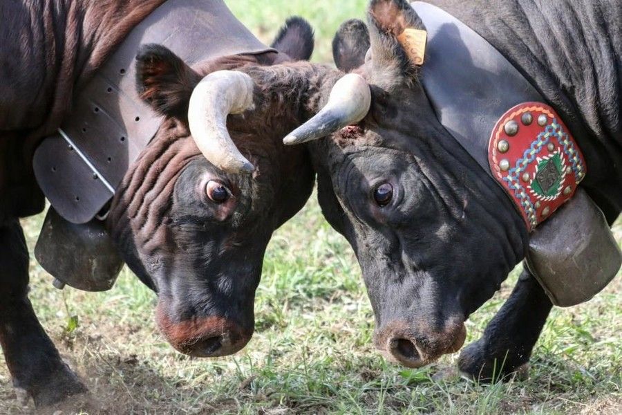 Batailles de Reines, il bosquet del 2025 è ancora di Suisse Batailles de Reines, il bosquet del 2025 è ancora di Suisse