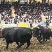 Dermatite nodulare, le Batailles de Reines si fermano Dermatite nodulare, le Batailles de Reines si fermano