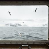 Fulmari fotografati dalla finestra della M/S Mälmo, Tempelfjorden Fulmari fotografati dalla finestra della M/S Mälmo, Tempelfjorden