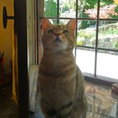 Tra silenzi e fusa oggi è la Giornata Internazionale del Gatto Tra silenzi e fusa oggi è la Giornata Internazionale del Gatto