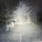 Confermato avvistamento di una lince nel Parco del Gran Paradiso VIDEO