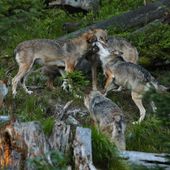 Il ritorno dei lupi e la rinascita di Yellowstone - video incluso