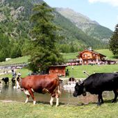 Incontro a Roma con i vertici di Agea sui sostegni all'agricoltura valdostana