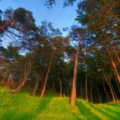 Il respiro della foresta; gli alberi  sentono l’eclissi e danzano con il Sole