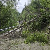 Valgrisenche, caduti alberi sulla strada regionale Valgrisenche, caduti alberi sulla strada regionale