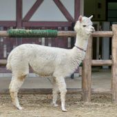 Un esemplare di alpaca