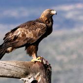 Etroubles: aquila aggredisce un cane e lo uccide sotto gli occhi dei proprietari