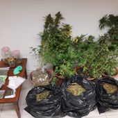 In casa avevano oltre cinque chili e mezzo di marijuana; coppia aostana agli arresti