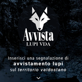 E' nata l'app 'Avvista Lupi VdA' per segnalarne la presenza