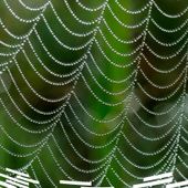 'Biomimesi, la soluzione che arriva dalla natura' 'Biomimesi, la soluzione che arriva dalla natura'