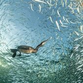 Banchetto al tramonto- Franco Banfi-Svizzera- Medaglia d'oro- Uccelli nel loro ambiente Banchetto al tramonto- Franco Banfi-Svizzera- Medaglia d'oro- Uccelli nel loro ambiente