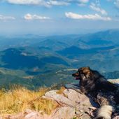 La giardia e la salute dei nostri amici a quattro zampe La giardia e la salute dei nostri amici a quattro zampe