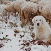 Un cane 'antilupo' appositamente addestrato a protezione del gregge