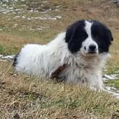 La storia a lieto fine del cane Bosco, scomparso nel biellese e ritrovato in Valle La storia a lieto fine del cane Bosco, scomparso nel biellese e ritrovato in Valle