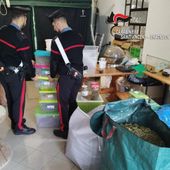 I carabinieri durante una fase del sequestro e, nella foto all'interno dell'articolo, parte della marijuana sequestrata