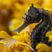 Lo sapevi che...curiosità dal mondo animale