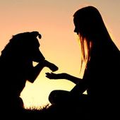 Se mi ami proteggimi; il Celva apre le iscrizioni per il conseguimento del patentino per cani