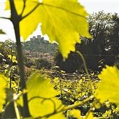 Il microcosmo e il macrocosmo in maggio; il ciliegiolo e l’armonia del benessere