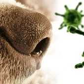 Focolaio di cimurro diagnosticato in alcune volpi in Valle d'Aosta