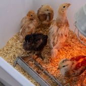 'Lou courtì e lou poulayé' torna nel borgo di Donnas