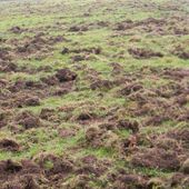 Danni da fauna protetta: aggiornati i risarcimenti e via libera all’esenzione Danni da fauna protetta: aggiornati i risarcimenti e via libera all’esenzione