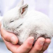 Quanti di noi possiedono un coniglio domestico? Tre cose di cui ha bisogno