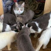 Verres, sequestrati o meglio 'salvati' 45 gatti costretti a vivere in un alloggio Verres, sequestrati o meglio 'salvati' 45 gatti costretti a vivere in un alloggio