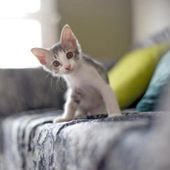 Photo Credit: Animal Pedia