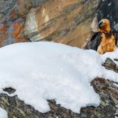 In Valnontey il gipeto è 'superprotetto'; interdette anche alcune cascate di ghiaccio