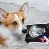 Sterilizzazione preventiva nel cane femmina: pro e contro