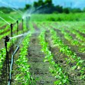 Sarre, razionata l'acqua per l'irrigazione