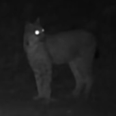 La lince torna nel Gran Paradiso: nuovo avvistamento nel versante valdostano