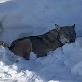 Cogne, lupo in difficoltà tra Lillaz e Gimillan; il Comune invita alla prudenza