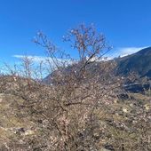 Calda primavera, in Valle gemme a 800 metri di quota
