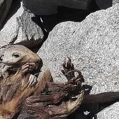 La marmotta rinvenuta sul ghiacchiao del Lyskamm nel 2022 è il più antico reperto mummiﬁcato d’Italia