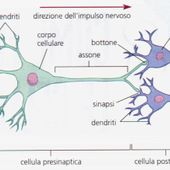 Ad Aosta mercoledì 8 aprile una conferenza sul mistero dei neuroni 'bambini'