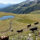 Una strada di accesso agli alpeggi di Valmeriana