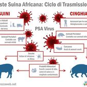 Peste suina africana, Valle d'Aosta indenne ma occorre attenta prevenzione