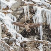 Montagna e tutela faunistica: a Cogne area gipeti 'off limits' Montagna e tutela faunistica: a Cogne area gipeti 'off limits'