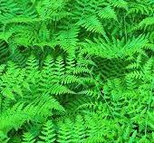 Polypodium leucotomos