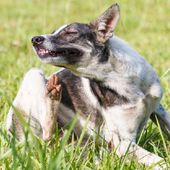 Parassiti e antiparassitari; cosa fare per difendere al meglio i nostri pets?