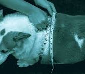 Il peso ideale del cane: come lo calcolo? VIDEO INCLUSO