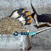 Come nutrire una rondine caduta dal nido?