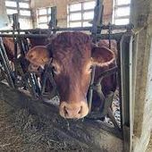 Alpeggi 2026, vaccinazione obbligatoria per i bovini da fuori regione