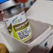 Iniziata questa mattina la vaccinazione antidermatite per 38.000 bovini valdostani