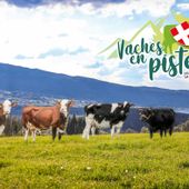 La Valle d'Aosta a 'Vaches en piste' per valorizzare l'allevamento in territorio alpino