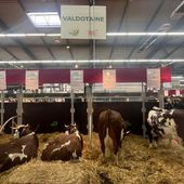 Le 'vaches valdotaines' regine alla Fiera internazionale di La Roche sur Foron VIDEOINTERVISTA