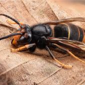 L'invasiva vespa velutina ai confini della Valle, dall'assessorato Agricoltura il corso per conoscerla e combatterla