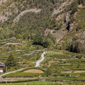 La gestione del vigneto: incontri formativi dell'assessorato Agricoltura a febbraio