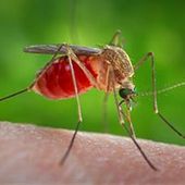 Un caso di West Nile in Valle d’Aosta, è un turista ricoverato al 'Parini' Un caso di West Nile in Valle d’Aosta, è un turista ricoverato al 'Parini'